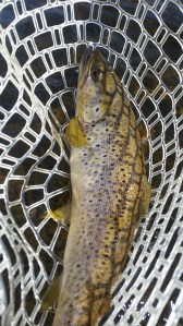 Another nice day on the river 